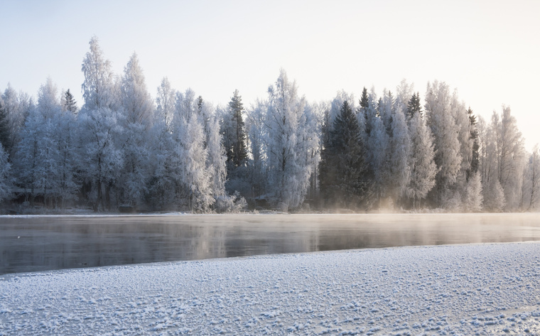 Winter Forest by a Lake