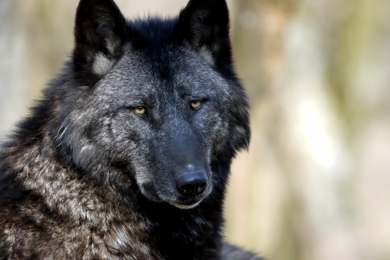 Close-Up Shot of Black Wolf